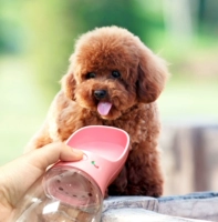 Домашний кот сопровождает чашку с водой из собаки, ходящая собака, портативная бутылка с водой на открытом воздухе, пить чайник, собака, водонагреватель