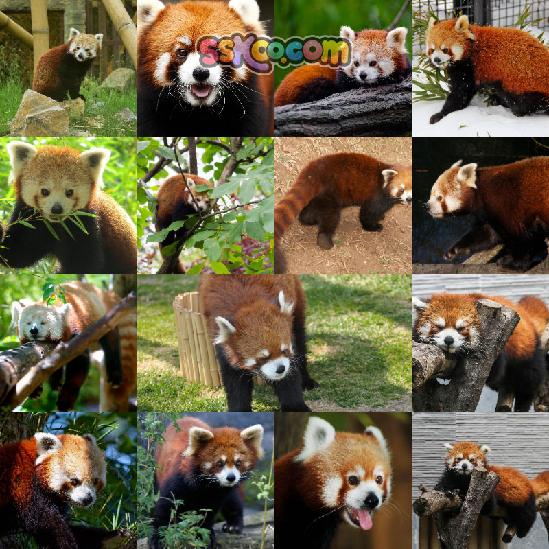 萌红熊猫爬树图片动物园生物超大高清特写JPG图插图摄影设计素材
