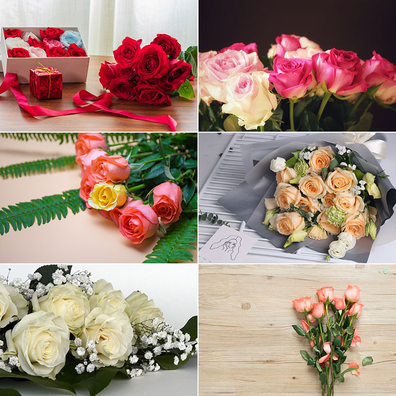 玫瑰花红白粉紫黄花瓣花丛卉植物特写摄影背景高清照片图片素材