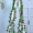Mô phỏng buổi sáng treo tường trang trí mây trong nhà treo giỏ nho nhựa hoa giả treo hoa treo tường hoa treo - Hoa nhân tạo / Cây / Trái cây