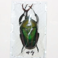 Мужской №19 49мм