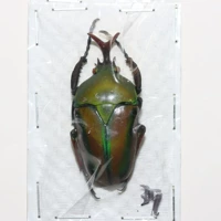 Самец №3 39мм