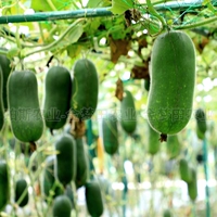 5 деревьев в маленьких зимних дынах