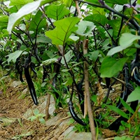 Красный арбуз