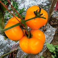 Цвет лотоса