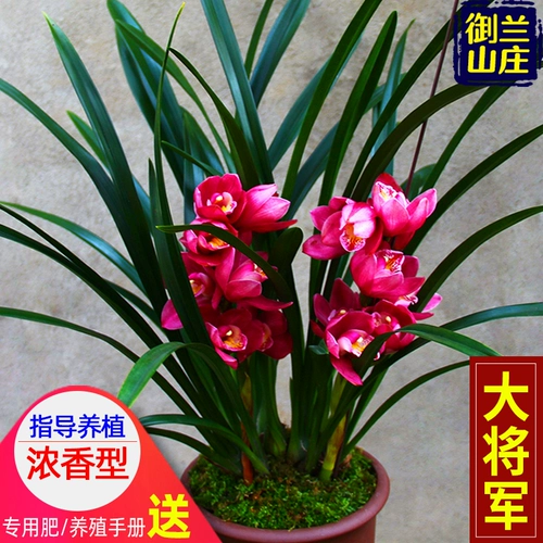 Lan Miao 】  苈 苈 苈 苈 苈 苈 балкона