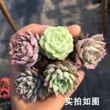 [Семь президента] мультифлеш, лунный теневой гибридизация, пятна крови темный рисунок, раковина из красного борьбы, чистая любовь Юлуо Королева Донгён