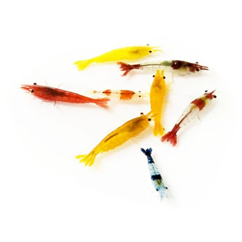 Черно -шил -креветки рыбные аквариумы аквариум водяной трава цилиндра. Чистка и устранение поступков, пресноводная просмотра креветков Живорожие живое питание