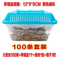 100 червей ячменя+прозрачные ящики для размножения с крышкой