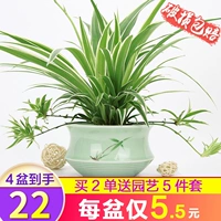 Phnom Penhh Jinxin Schire Plants в комнате, хорошие цветы, растения в горшках, чтобы устранить формальдегид очищающий воздушный гидропоника и зеленые растения