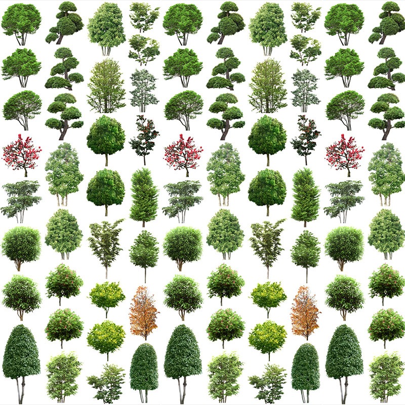 环境艺术环艺景观树剪贴画插画插图PNG免扣背景透明PSD设计素材