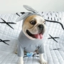 Chó thú cưng chiến đấu quần áo Keji Bago Teddy quần áo chó trung bình tai thỏ dễ thương phim hoạt hình mùa xuân và mùa thu quần áo - Quần áo & phụ kiện thú cưng áo cho mèo mùa đông