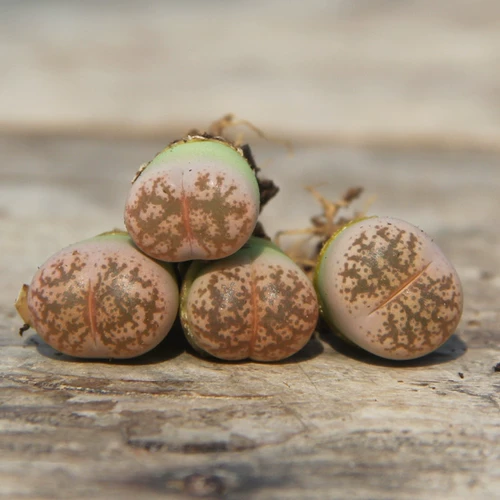 Сочные растения розовые абрикосовые номер сырой камень цветочный исследователь