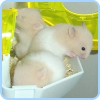 Золотой медведь