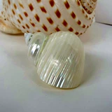 Натуральная раковина раковина yinkou Moonlight Residence Resider Crab Замените раковину три рыбы озера Тигр, чтобы избежать