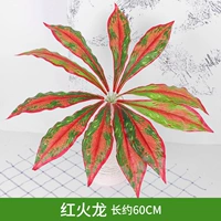 Ярко -желтый красный огонь трава дракона