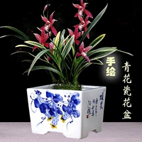 Глина, китайский сине-белый квадратный прямоугольный цветочный горшок, ручная роспись, орхидея