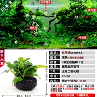 Peony Banyan 5 см круглый крикет посадка крикета