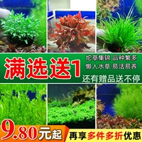 Пресноводный рыбный аквариум Живя леной ландшафтный декоративная водяная волна в аквариуме на сцене сцены, жемчужина, ухо, дворец дворца, подводная трава листьев
