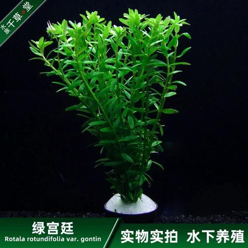 Qiancaotang Aquatic Aquarium Tank Рыба