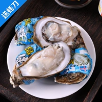 Sashimi -Grade Fresh Oysters 1 Бесплатный нож 1 или лимон 1 покупка 16 SF бесплатная доставка Jiangsu, Zhejiang, Shanghai и Anhui