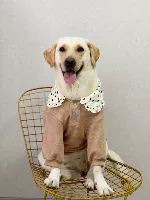 Точечный воротник абрикосовый цвет