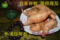 Dihuang Lily, Henan jiaozuo Specialty, Fresh Raw, саженцы, свежая и ностальгия, Huang Zhengzong Emperor 5 фунтов