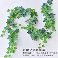 Вилочный плющ (с морозом)