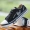 Kéo lại giày nam giày vải mùa xuân và mùa thu phiên bản mới của Hàn Quốc của giày nam Giày thông thường của Anh Giày sinh viên thể thao - Plimsolls giày thể dục