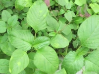 1200 зерен белого амаранта