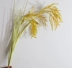 Gạo mô phỏng, gạo, lúa mì giả, kê, gạo nhựa, tai gạo, trang trí trong nhà, mô hình hoa lụa trang trí, gạo vàng - Hoa nhân tạo / Cây / Trái cây Hoa nhân tạo / Cây / Trái cây