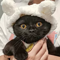 Средний код среднего белого медведя (3-15 кот)