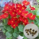 Роль Золотой Лотос Красная половина Кэтти (с виноградными лозами)