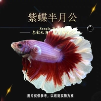 Пурпурная бабочка -бабочка -аквариум + рыбная корма