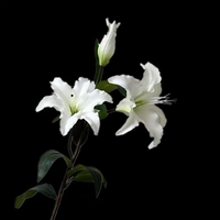 Увлажняющая лилия (белая)