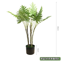 Имбирь с горшком с 5 выстрелами, чтобы положить Shuchun Yuye