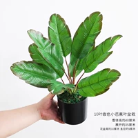 Золотой 10 листовой кофейный цвет маленький банановый горшок.