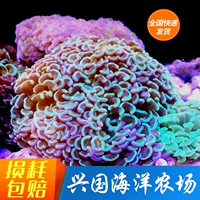 12 -Year -Sold Shop более 20 цветов зеленого молотка коралловый коралл с двумя коральными молотками свинина талия морская вода декоративная рыба морская вода