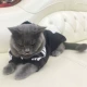 Пуловер Dogbaby — осенне-зимний свитшот — черный