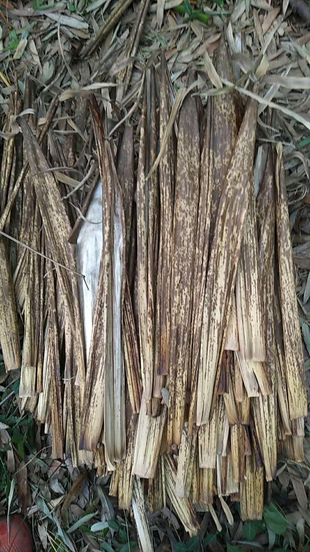 天然绿色环保斑竹壳 粽叶竹叶端午包粽子专用粽子叶40片包邮