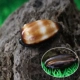 Barrel Bao Snail [4-6 см]