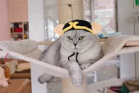 Zhu Bajie Hat S (подходит для взрослых кошек)