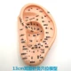 Fengfan Ery Acucuencture Model 13 см.