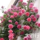 Grand Parade Rose (рекомендуется)