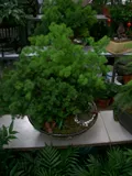 Penglairo Bonsai Penglaatong в горшке в горшках с горшками в горшках