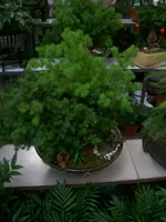 Penglairo Bonsai Penglaatong в горшке в горшках с горшками в горшках