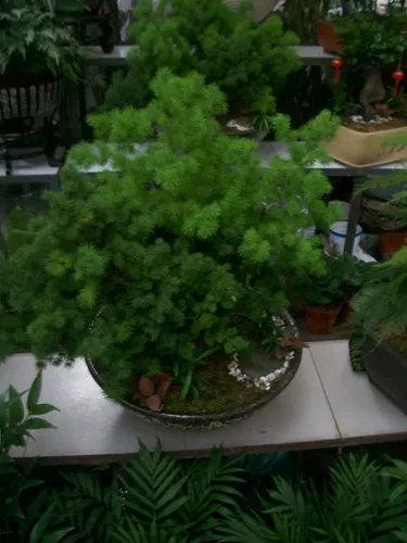 Penglairo Bonsai Penglaatong в горшке в горшках с горшками в горшках