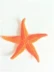 Mô phỏng sao biển mô hình sinh vật biển đạo cụ nhựa giáo dục sớm chất béo trò chơi ngôi sao lớn hiển thị giáo dục sớm đồ chơi - Đồ chơi gia đình Đồ chơi gia đình