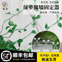 Зеленая лазопластика Стенная стена Зеленое растение с фиксированным настенными крышками на стенах скалолаза