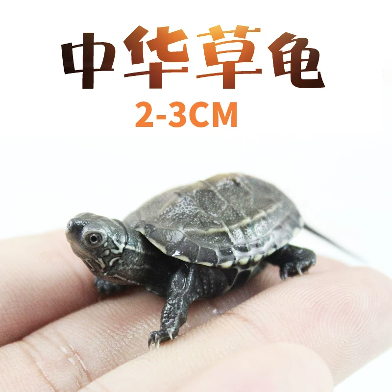 [中华草龟小乌龟活体外塘巴西龟花龟宠物幼水龟金钱龟活物墨龟龟苗]